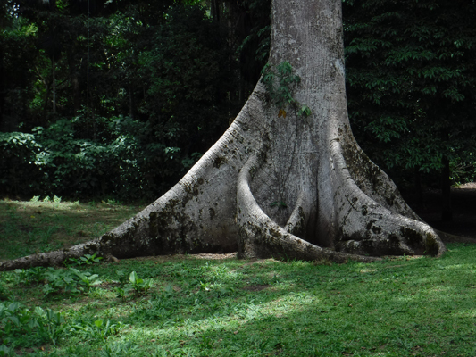 ceiba tree