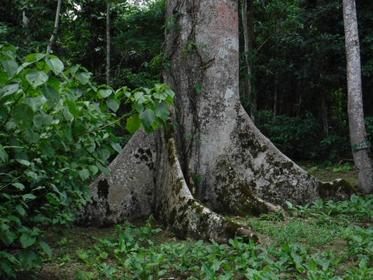 ceiba-tree2