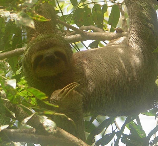 3-toed-sloth.jpg