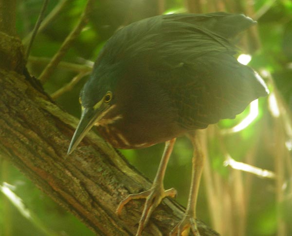 bird-manuel-antonio.jpg