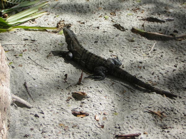 black-iguana.jpg