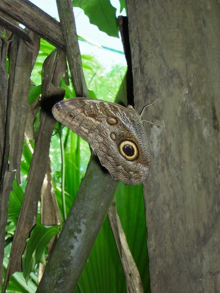 owl-butterfly.jpg