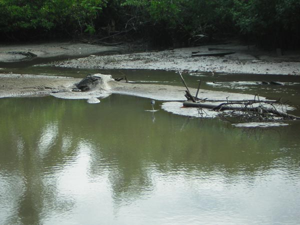 pacific-coast-heron.jpg