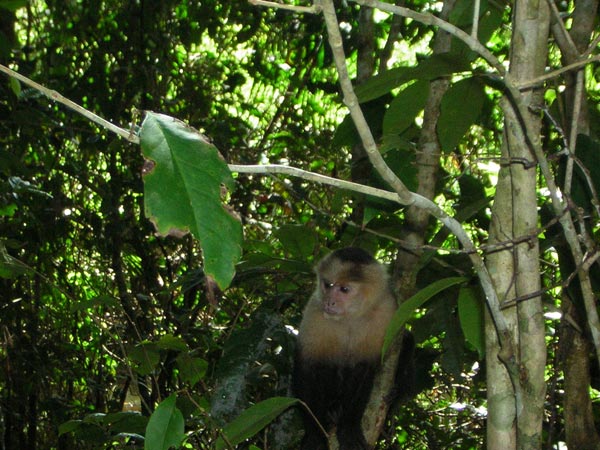 white-faced-monkey-2.jpg