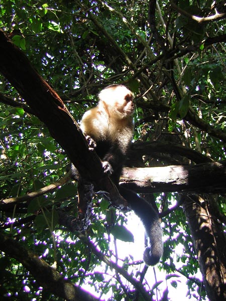 white-faced-monkey-3.jpg