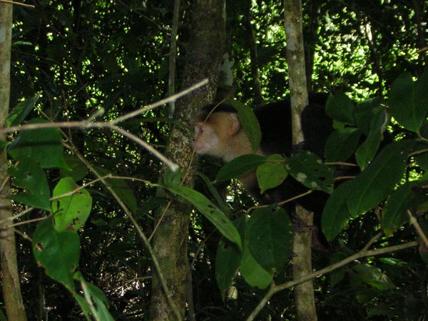 white-faced-monkey.jpg