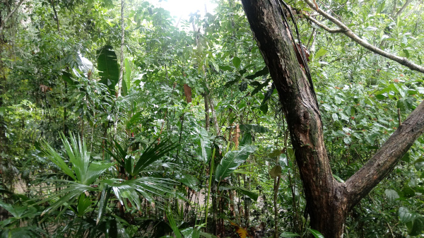 panama-jungle2