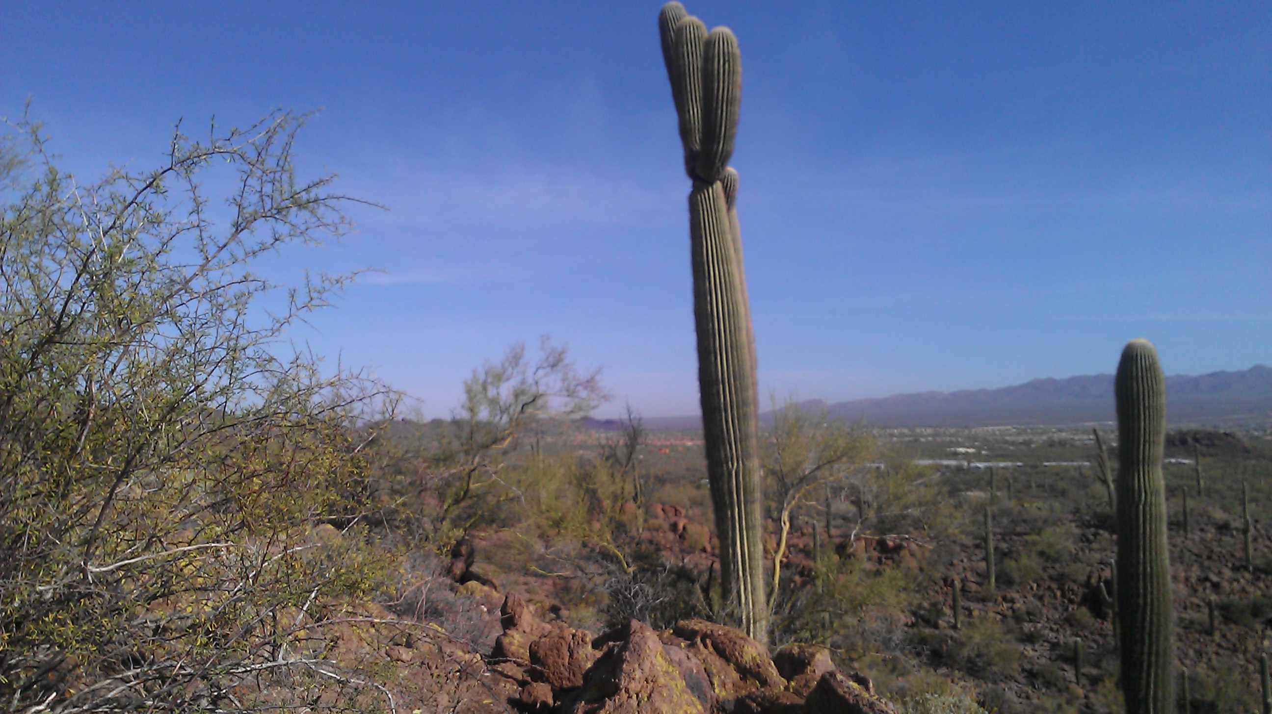 Sonora Desert