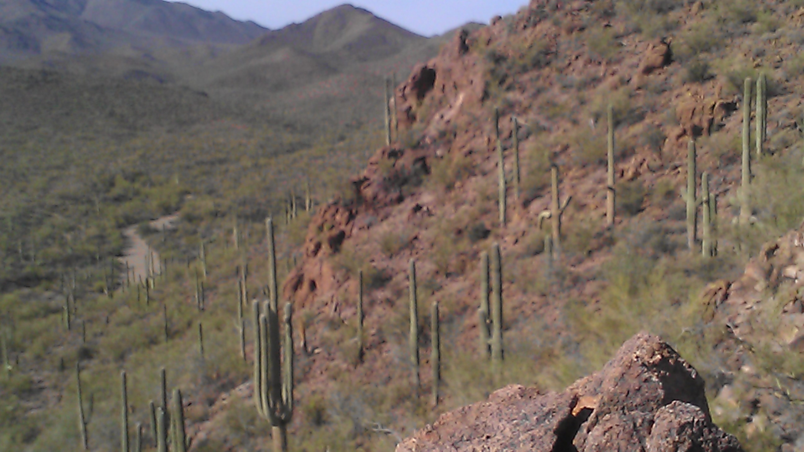 Sonora Desert