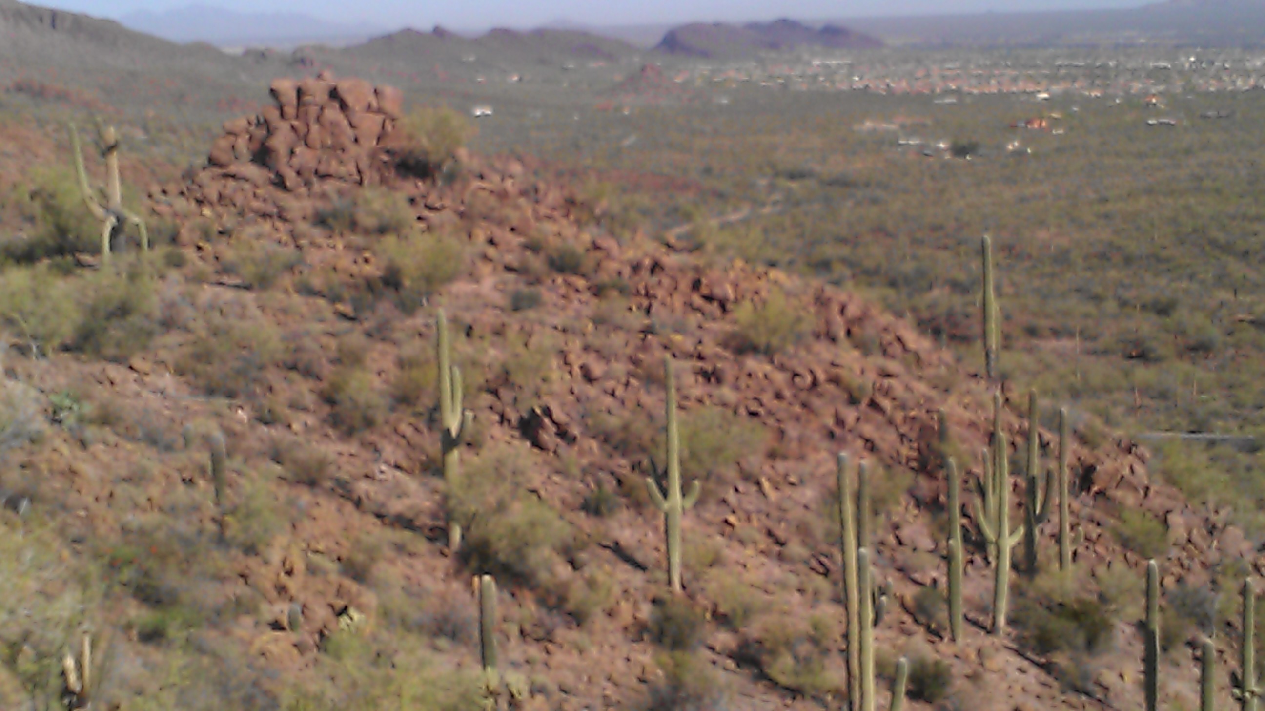 Sonora Desert