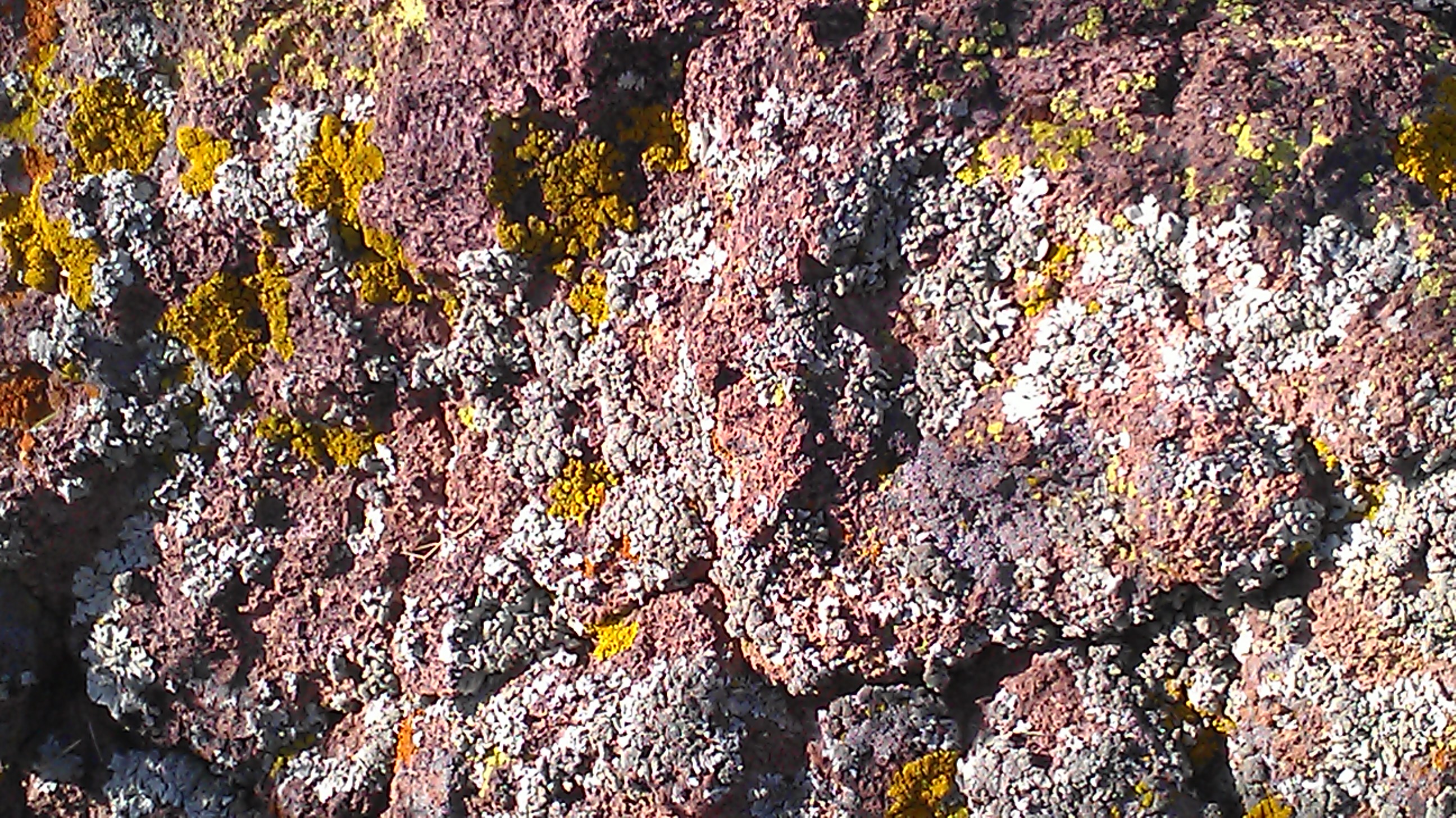 Desert Moss