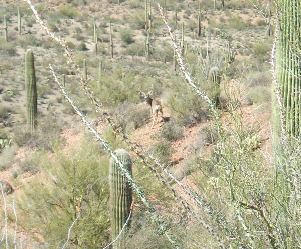 Desert Life