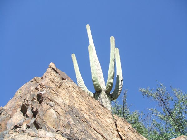 Cactus