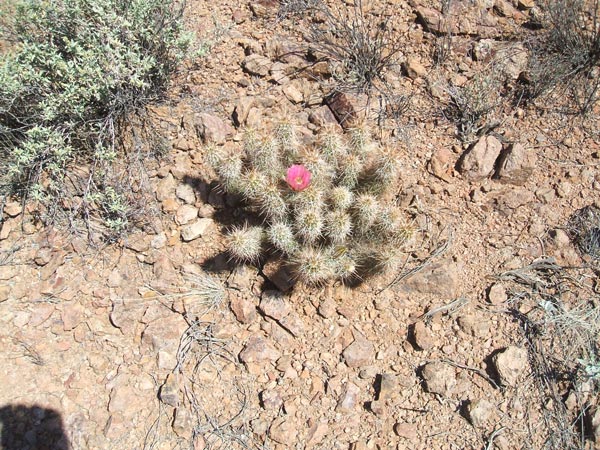 Cactus