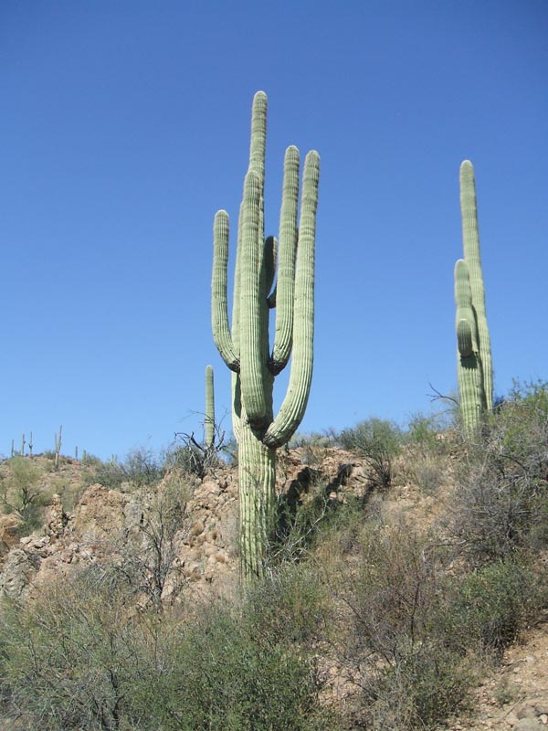 Cactus