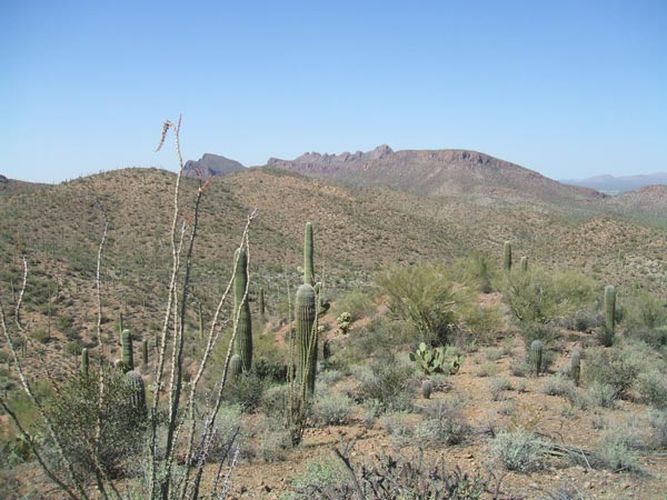 Sonora Desert