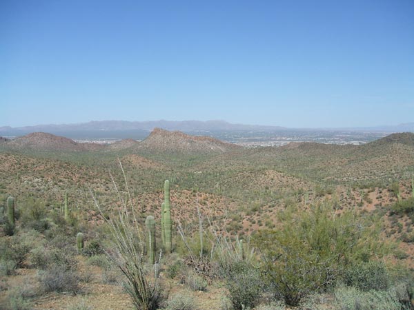 Sonora Desert