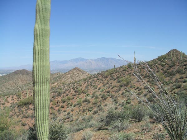 Sonora Desert