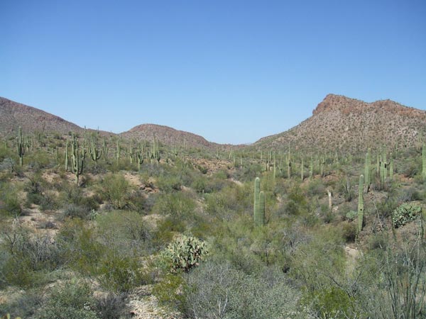 Sonora Desert