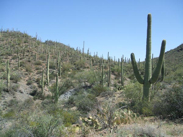 Sonora Desert