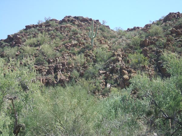Sonora Desert