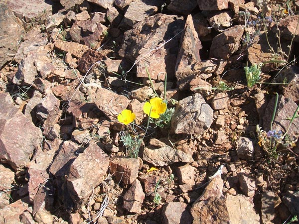 Desert Flower