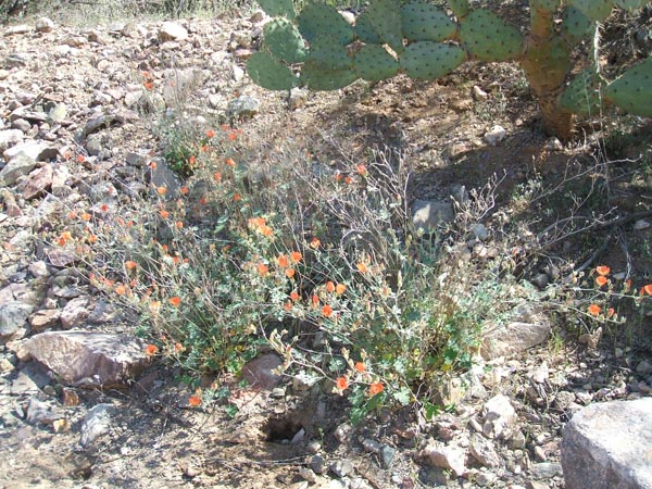 Desert Flower