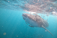 DCIM\100GOPRO\GOPR0788.JPG