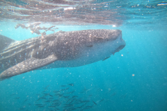 DCIM\100GOPRO\GOPR0794.JPG