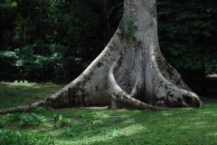 ceiba tree