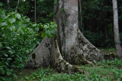 ceiba-tree2