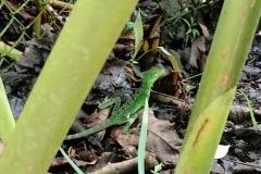 costarica10