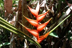 costarica13