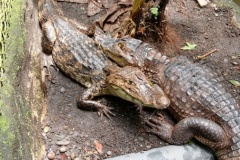 costarica15