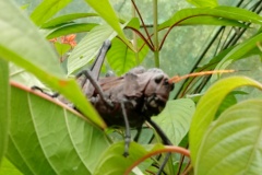 costarica2