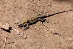 costarica21