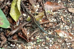 costarica22