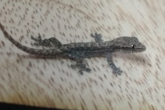 costarica43