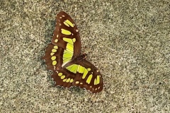 costarica6