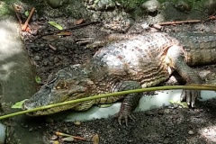 costarica8