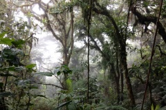 monteverde10