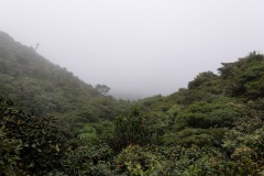 monteverde11