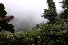 monteverde12