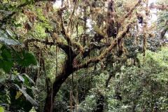 monteverde13