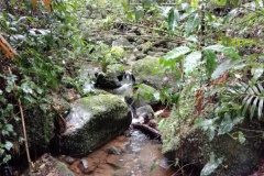 monteverde14
