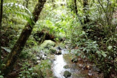 monteverde15