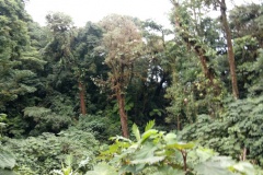 monteverde16