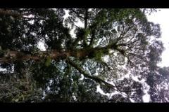 monteverde18