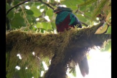 monteverde19