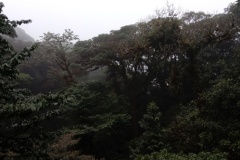 monteverde3